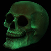 Glow In the Dark Luminescence Skull Halloween Decorative Accessory 3.75 Inch Tall