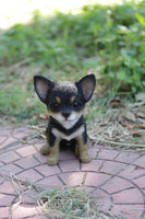 Pet Pals - Boston Terrier Puppy Sitting