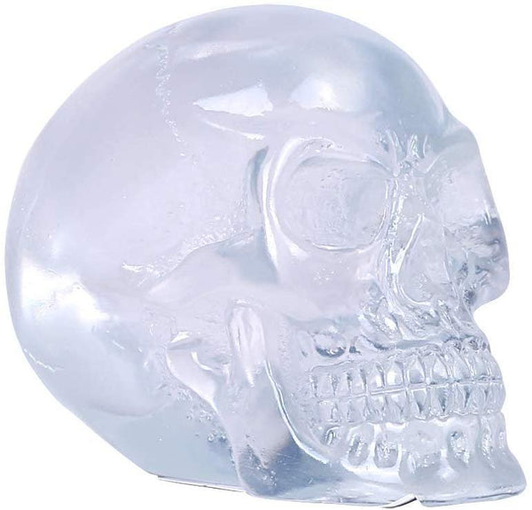 ABZ Brand Clear Translucent Skull Collectible Halloween Skeleton Human