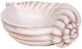 Pacific Giftware PT Seashell Display Decorative Decor