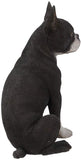 Realistic Life Size Boston Terrier Statue Detailed Sculpture Glass Eyes Hand Painted Resin 16 inch Figurine Home Decor Amazing Likeness