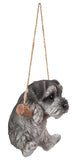Hanging Schnauzer Puppy