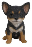 Pet Pals - Boston Terrier Puppy Sitting
