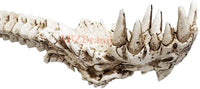 Dragon Skull Hand Back Scratcher Resin Skeleton Back Bone