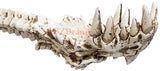 Dragon Skull Hand Back Scratcher Resin Skeleton Back Bone