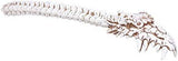 Pacific Giftware Dragon Skull Bone Back Scratcher Home Decor Resin
