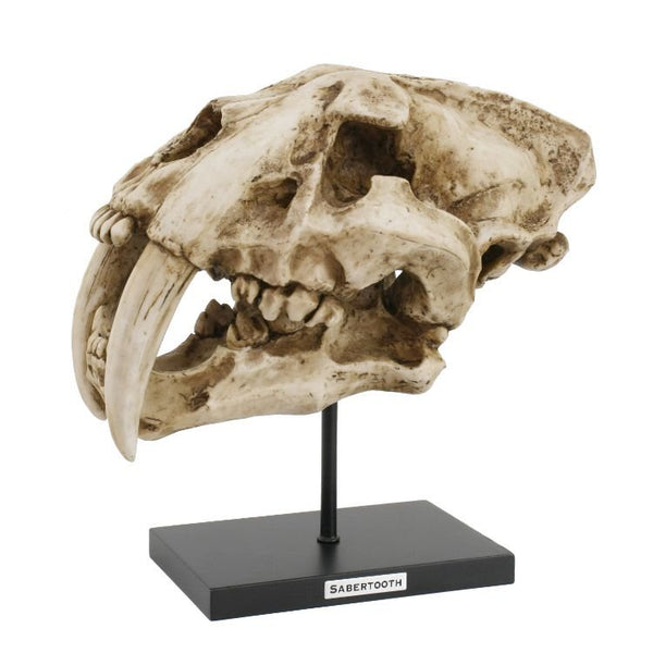 PACIFIC GIFTWARE Replica Prehistoric Skulls Fossil Look Resin Sculpture with Stand