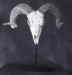 PACIFIC GIFTWARE Polystone Corsican Ram Skull and Horns on Metal Stand Home Decorative Accent Faux Taxidermy Animal 29.5 Inches Tall