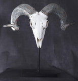 PACIFIC GIFTWARE Polystone Corsican Ram Skull and Horns on Metal Stand Home Decorative Accent Faux Taxidermy Animal 29.5 Inches Tall