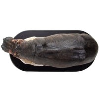 PACIFIC GIFTWARE Realistic African Hippopotamus Hippo Resin Figurine Statue