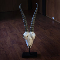 PACIFIC GIFTWARE Polystone Springbok Skull with Antler Horns on Metal Stand Home Decorative Accent Faux Taxidermy Animal Trophy 29.5 in